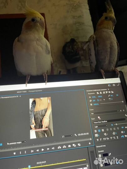 Пара попугаев корелл