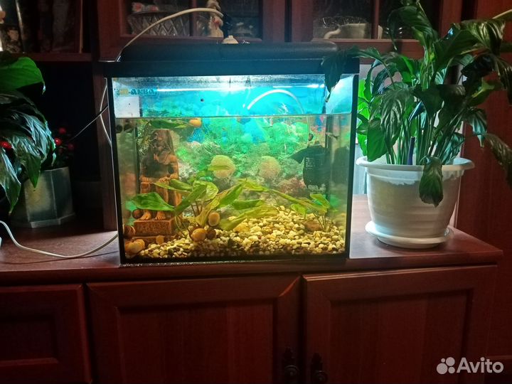 Аквариум