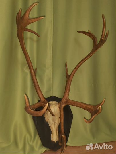 Рога оленя и лося
