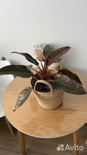 Филодендрон империал ред