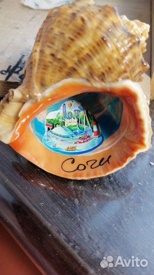 Ракушка Рапана крупный 10-11см