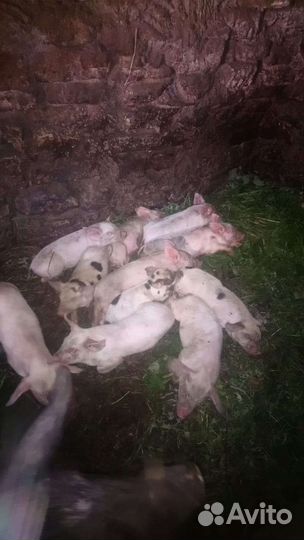 Поросенок ландрас