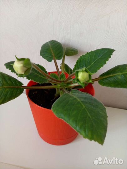 Глоксиния Кайзер Фридрих