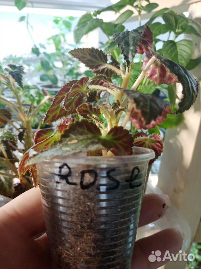 Бегония ампельная Беллекония укорен.Черенки