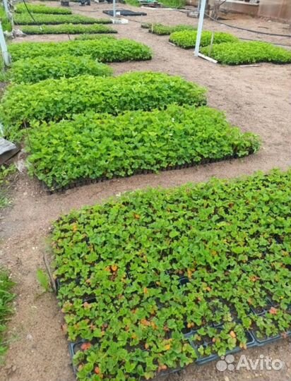 Действующий Бизнес/Питомник/База/Теплица/Земля