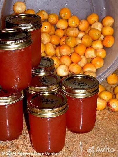 Бутия Головчатая семена