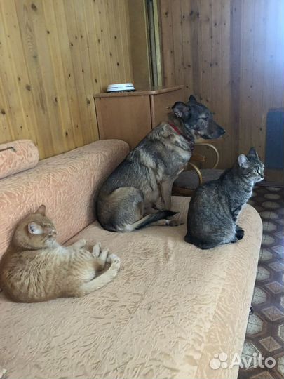 Помощник по хозяйству,уход за животными