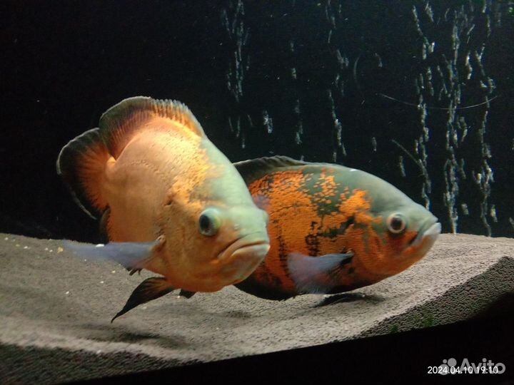 Астранотус