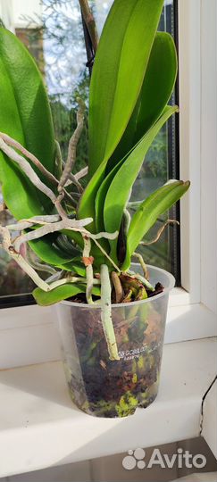 Орхидея биг лип