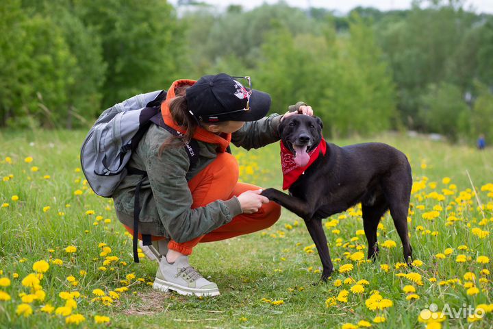 Собака в добрые руки