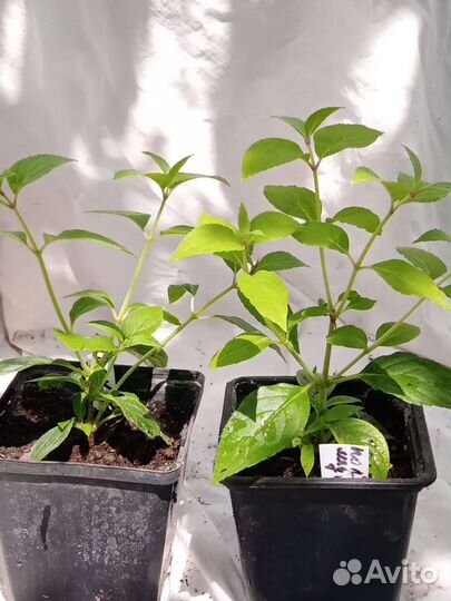 Гортензия метельчатая Polar Bear,p9