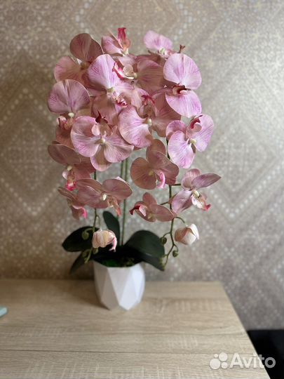 Орхидея латекс