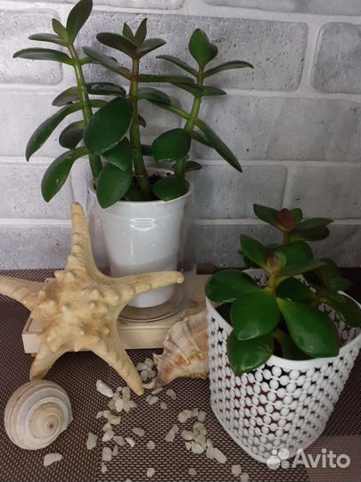 Комнатные растения от 50руб
