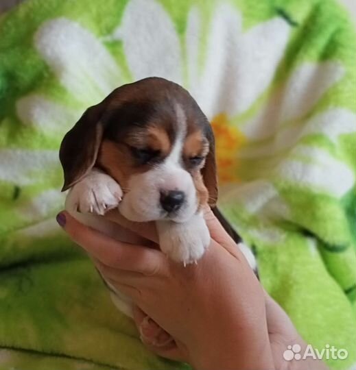 Щенки бигль
