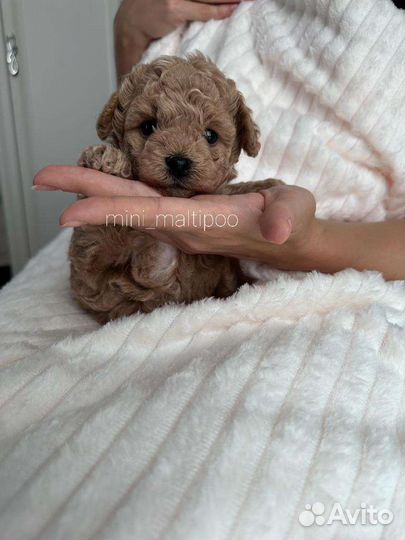 Мальтипу f2 мини