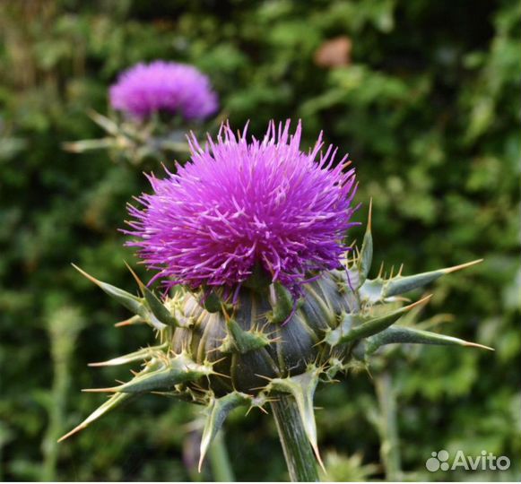 Свежий мед 2023 года с доставкой