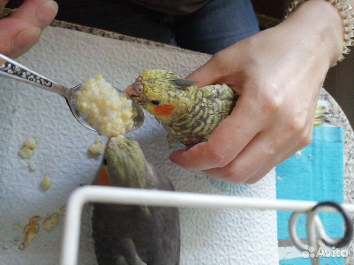 Попугай корелла птенец
