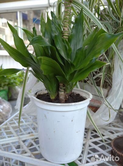 Комнатные растения цветы