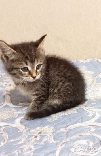 Котята мальчики и девочки, 2 месяца