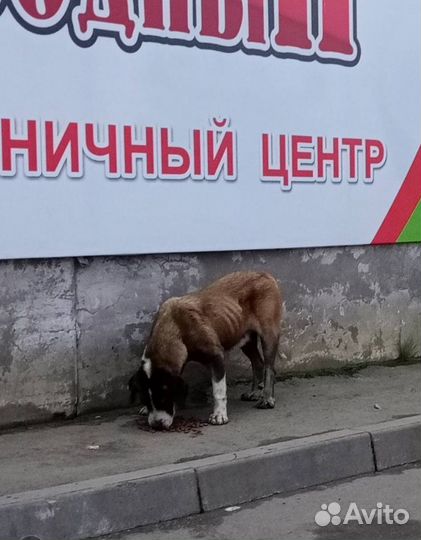 Собачка в беде