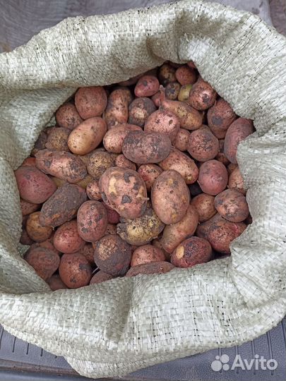 Картофель мелкий на корм животным
