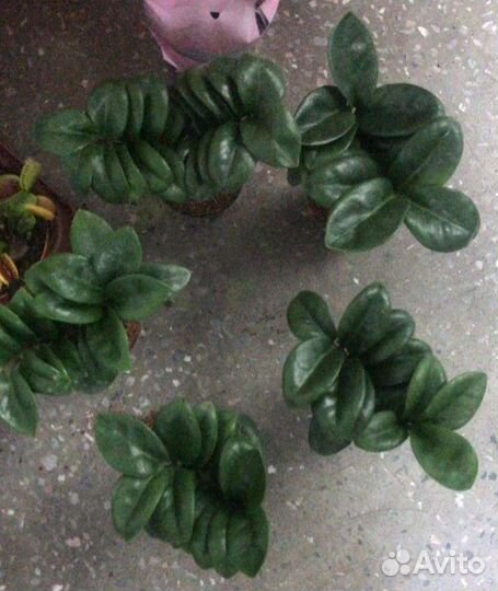 Замиокулькас Zenzi (подростки)