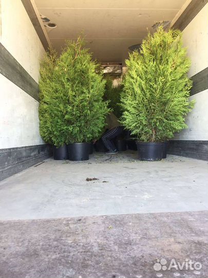 Туя Колумна от 1 м