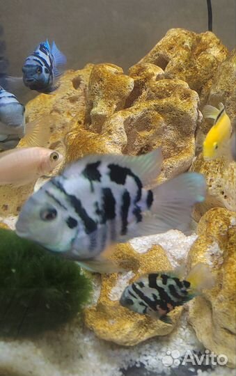 Сапфировый попугай