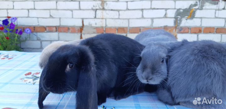 Кролики порода Французский баран
