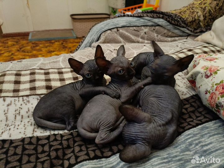 Канадский сфинкс котенок
