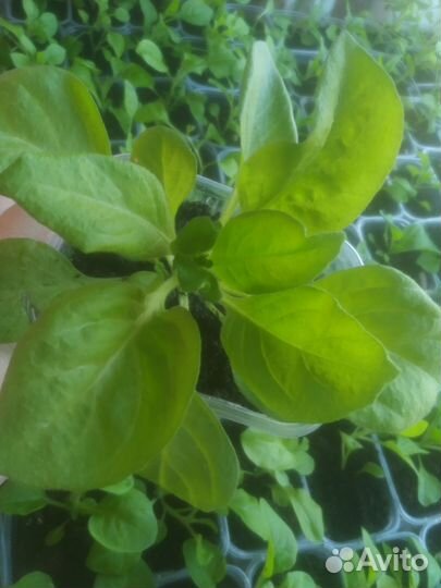 Петуния кустовая и балконная