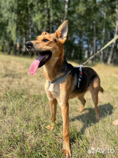 Собака из приюта