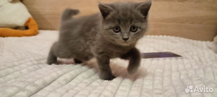 Котята британцы
