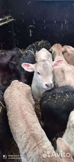 Телята разные