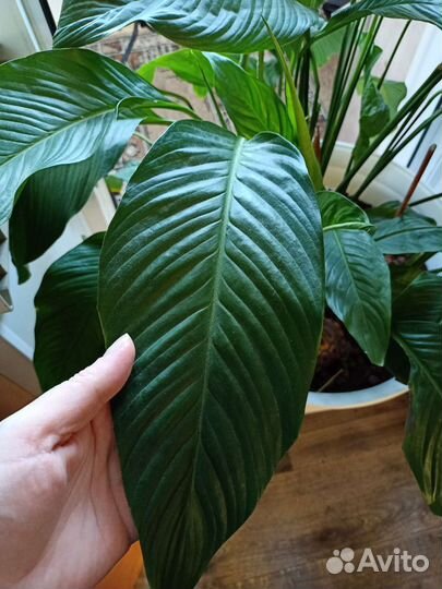 Спатифиллум крупный