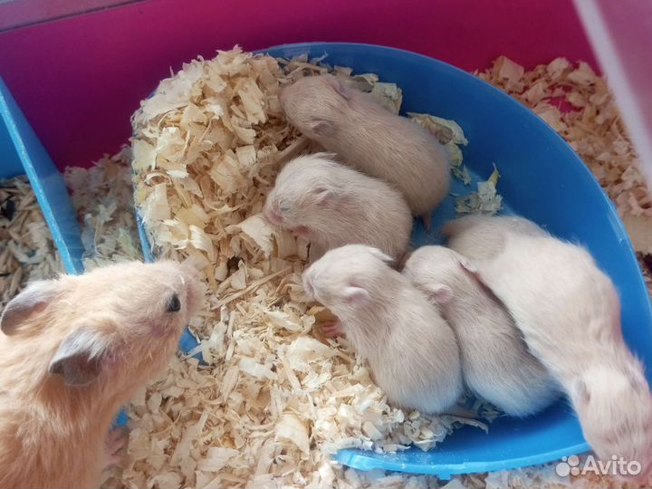 Сирийский хомяк