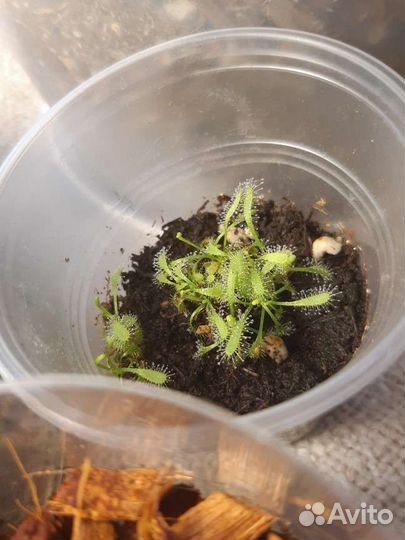 Капская росянка (форма альба)