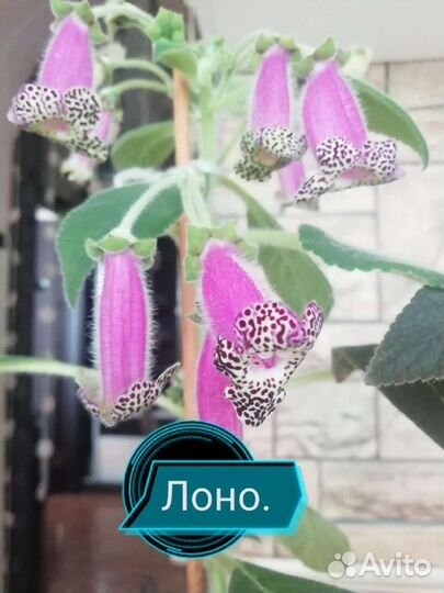 Колерия листики. Срез. Разные сорта