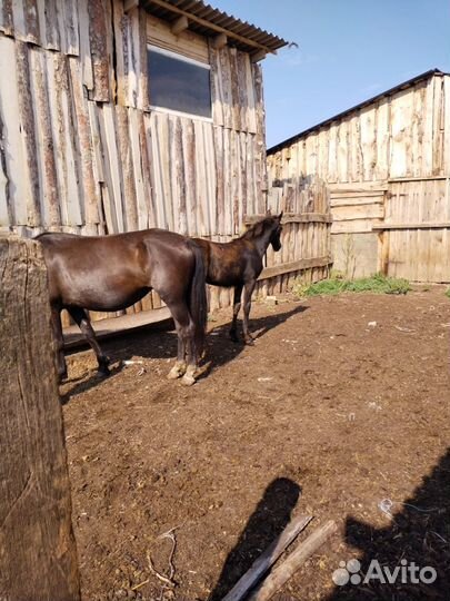 Кобыла и жеребенок