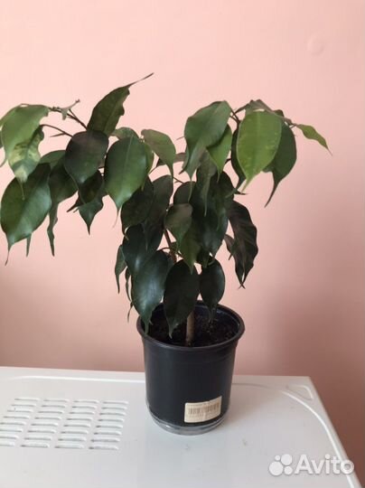 Комнатные цветы