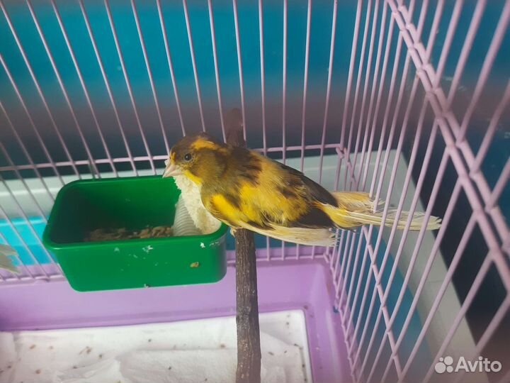 Кенары певчий