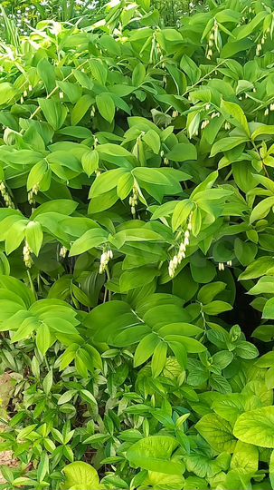 Участок 24 сот. (ИЖС)