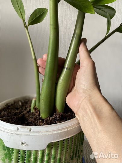 Замиокулькас (Денежное дерево)