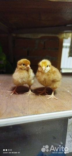 Цыплята Ломан Браун