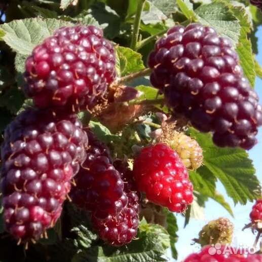 Малина ремонтантная малиновая гряда. Фото малины малиновая гряда. Фото малины малиновая гряда. Малина ремонтантная малиновая гряда. Малина ремонтантная самохвал.