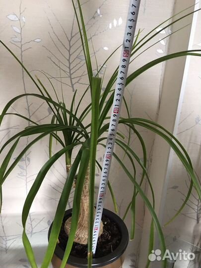 Бокарнея нолина