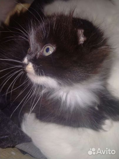 Шотландские котятки