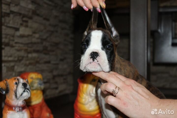 Щенки Немецкого Боксера - Расписные Малыши