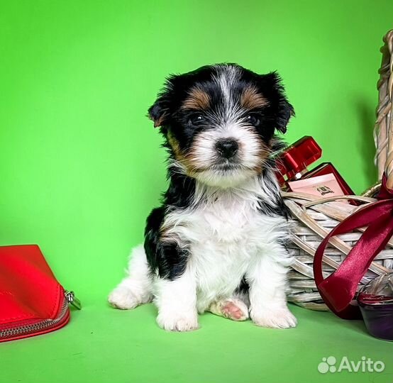 Бивер / бивер йорк