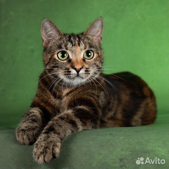 Шикарная трёхцветная кошка в дар